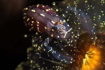 Anemone Shrimp