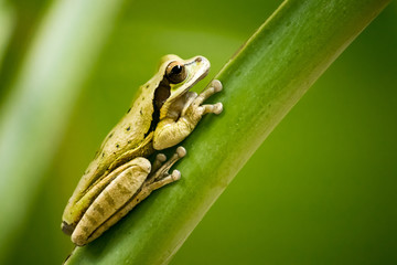Exotic Tree Frog