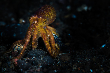 Mototi Octopus