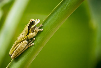 Tree Frog