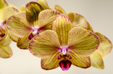 Fototapeta na wymiar double orchid isolated closeup