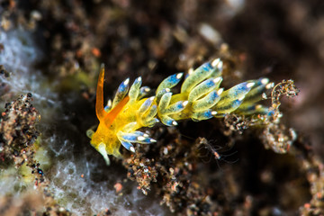 Cuthona Nudibranch