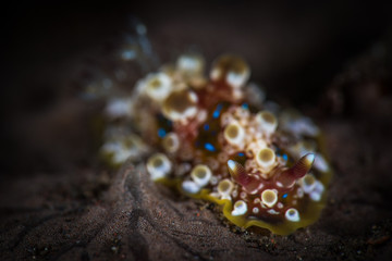 Dendrodoris Nudibranch