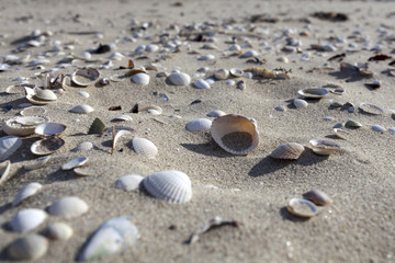 Fototapeta na wymiar Sand and Shells