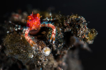 Squat Lobster