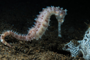 Hippocampus hystrix
