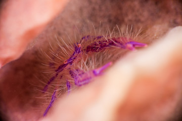 Hairy Squat Lobster