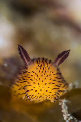 Fuzzy Face