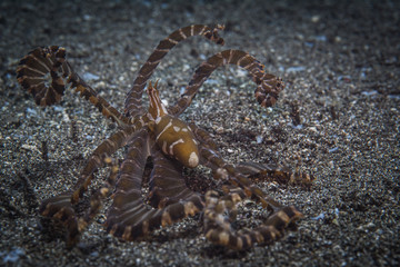 Wunderpus