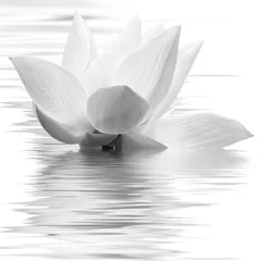 Photo sur Aluminium fleur de lotus  fleur blanche de lotus en noir et blanc