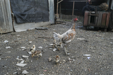 Backyard chickens, and Gamecocks.