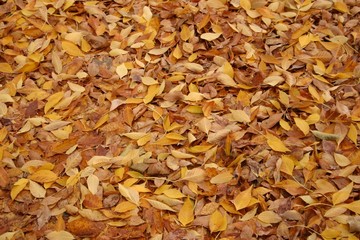 Autumn Leaves