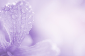 Orchid flower close up for background