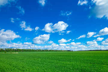 field of grass and perfect sky