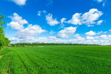 field of grass and perfect sky