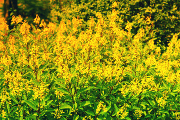 Yellow spring  flower  nature background