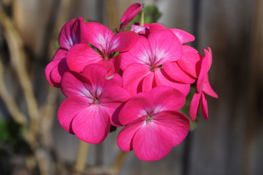 A Cluster of Pink Geraniums