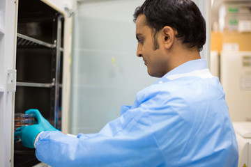Closeup portrait, young lab researcher in blue gown holding tissue culture dishes in incubator....