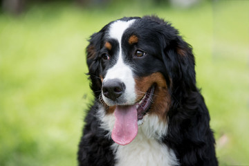 Bouvier Bernese mountain dog portrait in outdoors