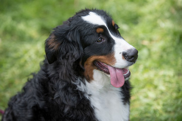 Bernese mountain dog portrait in outdoors