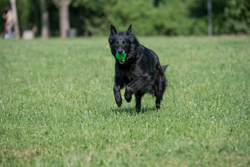 Belgian Shepherd Running Through the Grass.