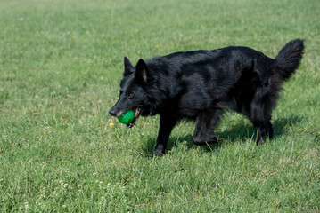 Belgian Shepherd Running Through the Grass.