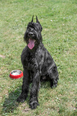 Close up of black Giant Schnauzer or Riesenschnauzer dog outdoor