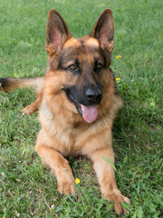 German Shepherd sitting on the green grass