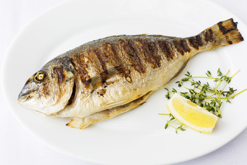 Grilled fish, sparus aurata fish on white background