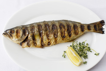 Grilled fish, Dicentrarchus labrax (European seabass) fish on white background