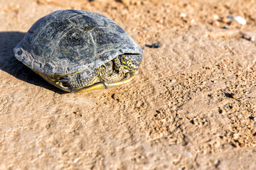 Scared tortoise hid in a shell