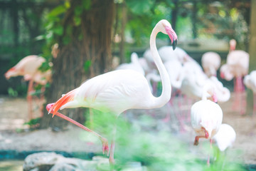 Flamingo Natural Backgrounds