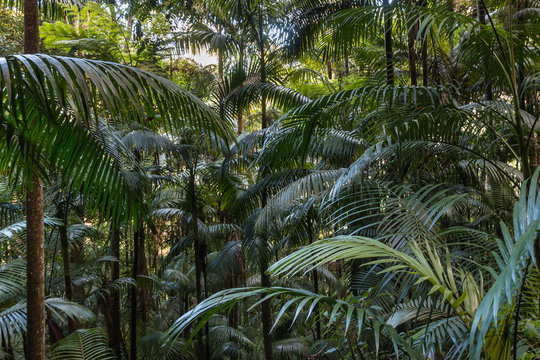 Fototapeta tropical rainforest with palm trees