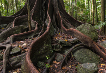 ancient fig tree roots and buttresses