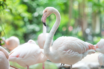 Flamingo Natural Backgrounds