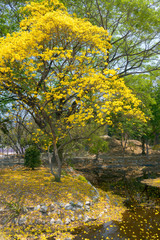 Yellow India tree with Yellow flowers