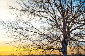 Winter dawn. Trees, birds, the city in the morning under the snow. Winter background. Saratov, Russia.