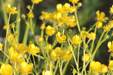 Yellow buttercup flowers in meadow and summer day