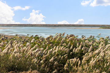 Dry Reed (Scirpus gen.) spinney in river © ArtEvent ET