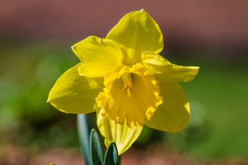 Fototapeta premium Daffodil