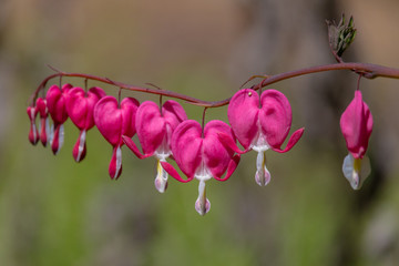 Fototapeta premium Bleeding Hearts