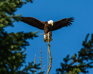 freedom
