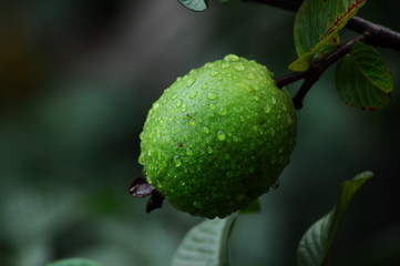 guava