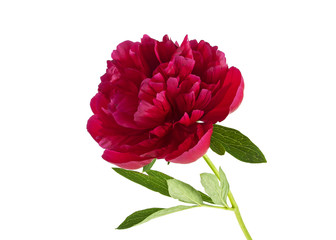 Red peony isolated on a white background © domnitsky