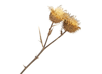 Dried milk Thistle plant on a white background. Scotch thistle, Cardus marianus.