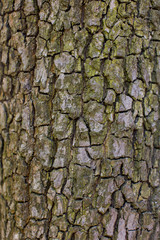 Texture of pear tree bark