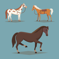 Collection of isolated horses. Cute cartoon horse farm animals. Differend breads