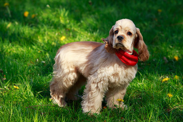 puppy American Cocker Spaniel