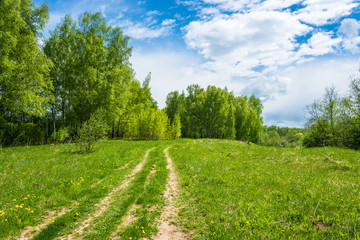 Forest road to birch grove.