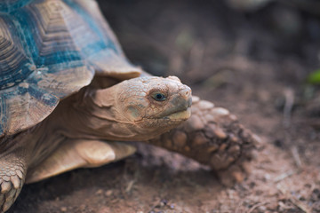 Obraz premium African Spurred Tortoise (Geochelone sulcata)